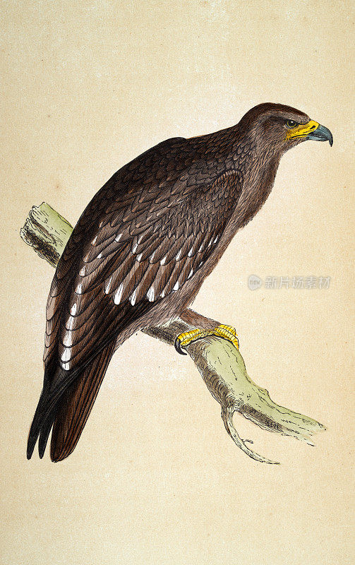 大斑点鹰，Clanga Clanga，猛禽，野生动物，鸟类，艺术，19世纪